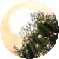 Borin Van Loon: New day icon